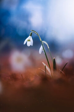 Close up of an early Spring snowdrop flower. Dreamy blue background with shallow depth of field and bokeh bubbles. Out of focus flowers in the background, dreamy light in the corner