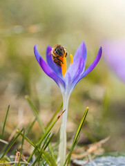 Macro of a bee covered in pollen on a purple crocus against a vibrant green background. Early Spring flowers with the sun shining and insects flying