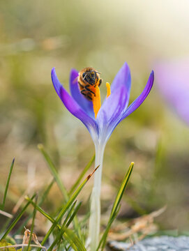 Macro of a bee covered in pollen on a purple crocus against a vibrant green background. Early Spring flowers with the sun shining and insects flying