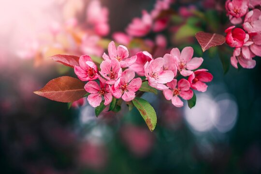 Close up of pink crab apple blossoms in an apple orchard with dreamy background with dark and moody blue hues and light pink light. Bokeh bubbles in the background