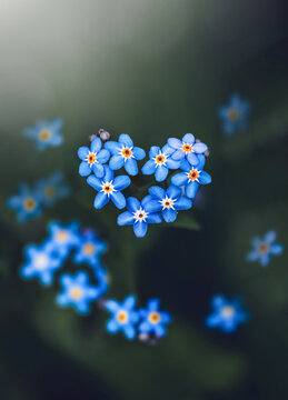 A close up of blue forget-me-not flowers forming a heart - a rare Spring phenomenon. Out-of-focus flowers in the background with dark green hues and dreamy light