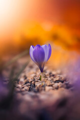 Macro of a dreamy purple crocus against a vibrant orange background. A focus stacked photo of early Spring flowers