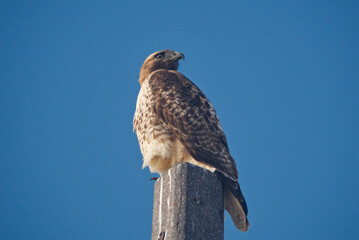 Red tailed hawk in Reno, Nevada