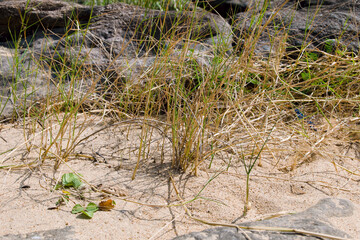 Closeup of dry grass on the beach with rocks in the background