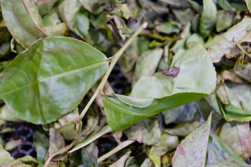 Green tea leaves in the tea plantation closeup of tea leaves