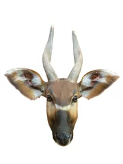 Fototapeten Antilope Bongo antelope head isolated on white background  © fotomaster