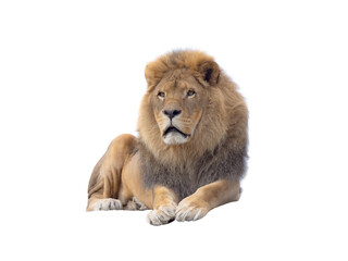 african lion isolated on white background