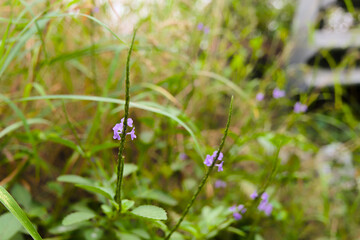 Purple Flowers in the Wild