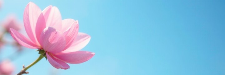 Fototapeta premium Soft pink petals against a blue sky background, blue, sky