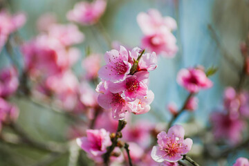 Pink blossoms of Prunus davidiana bloom in springtime sun brightening the landscape