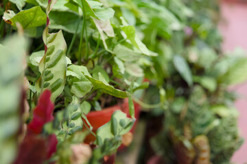 Variety of Caladium plants in pots on the terrace
