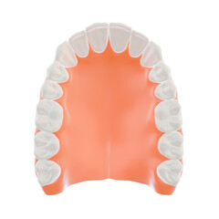 Maxilla 3D Model: A 3D render of a human maxilla (upper jaw) with a complete set of teeth, isolated on a transparent background.