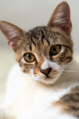 Close-Up Portrait of a Domestic Cat