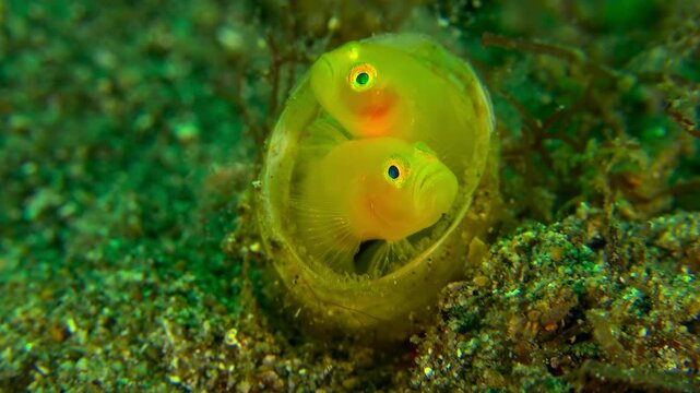 Two luminous yellow gobies nestled together inside a seashell home.