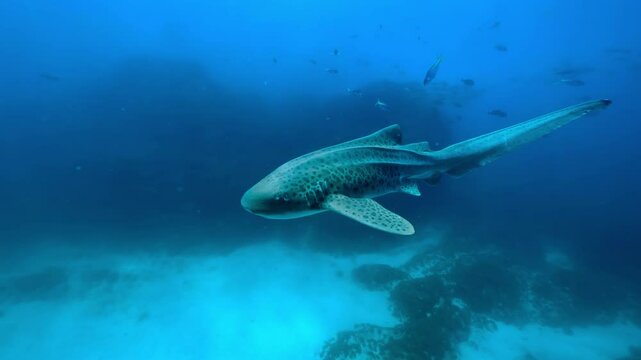 A lone zebra shark swims in a vibrant blue ocean, surrounded by smaller fish.