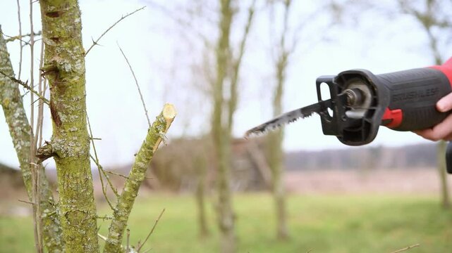 A gardener cuts branches on a tree with a reciprocating saw.