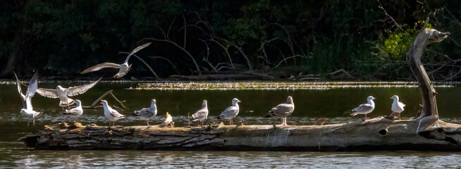 A tranquil scene of seagulls perched on a fallen tree trunk in the middle of a calm water body, surrounded by dense greenery.