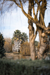 pine tree in autumn by the lake