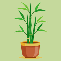 bamboo plant in a pot