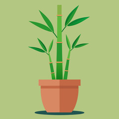 bamboo plant in a pot