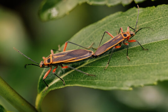 Macro photography of a couple of bordered plant bugs mating, captured in a forest in the eastern Andean mountains of central Colombia, near the town of Villa de Leyva.