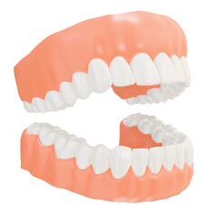 Human Human Teeth 3D Render: A high-quality 3D render of a human jaw with a complete set of teeth, suitable for medical illustrations and educational materials.Teeth 3D Render: A high-quality 3D rende
