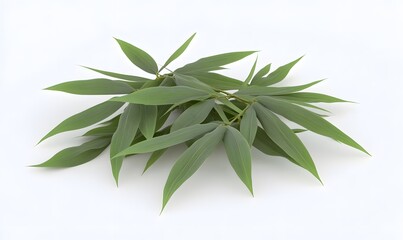 Obraz premium Fresh bamboo leaves isolated on white; studio shot; background blank; design element