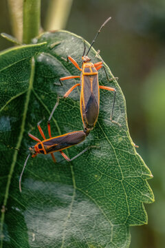 Macro photography of a couple of bordered plant bugs mating, captured in a forest in the eastern Andean mountains of central Colombia, near the town of Villa de Leyva.