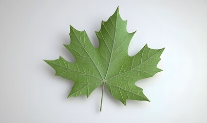 Fototapeta premium Green maple leaf isolated, studio shot, white background, nature design