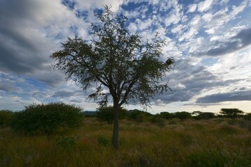 Obraz premium Buschsavanne in Zentral Namibia