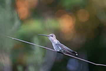 Pequeño picaflor © GABRIELA