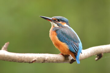 Zimorodek, (Alcedo atthis), kingfisher