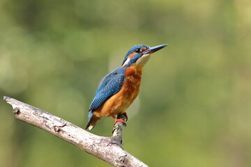 Zimorodek, (Alcedo atthis), kingfisher