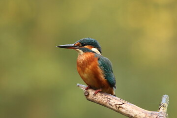 Zimorodek, (Alcedo atthis), kingfisher