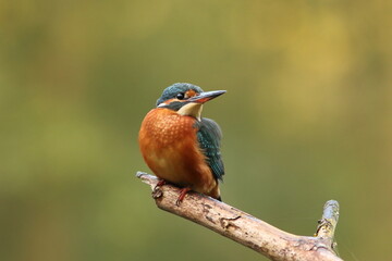 Zimorodek, (Alcedo atthis), kingfisher