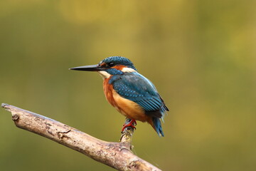 Zimorodek, (Alcedo atthis), kingfisher