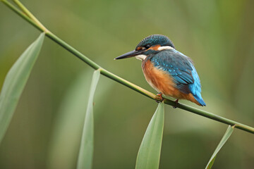 Zimorodek, (Alcedo atthis), kingfisher