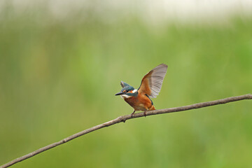 Zimorodek, (Alcedo atthis), kingfisher