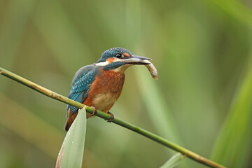 Zimorodek, (Alcedo atthis), kingfisher