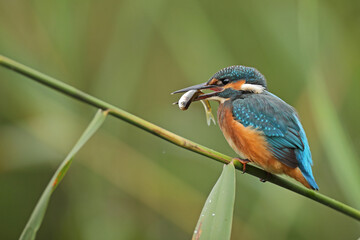 Zimorodek, (Alcedo atthis), kingfisher