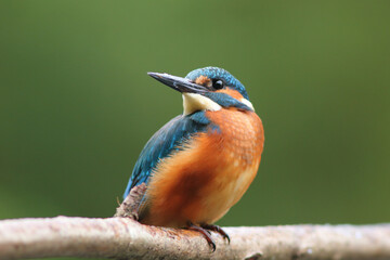 Zimorodek, (Alcedo atthis), kingfisher