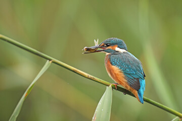 Zimorodek, (Alcedo atthis), kingfisher