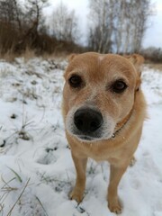 golden retriever in snow