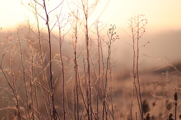 sunset through reeds