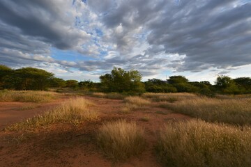 Buschsavanne in Zentral Namibia
