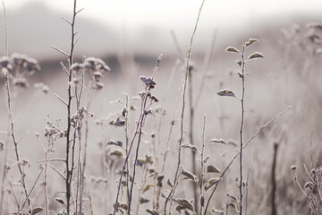Frost on reeds