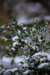Snow on some outdoor bushes