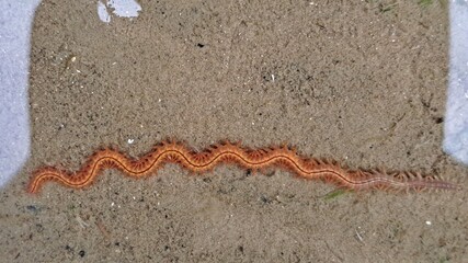 Schillernder Seeringelwurm (Hediste diversicolor)