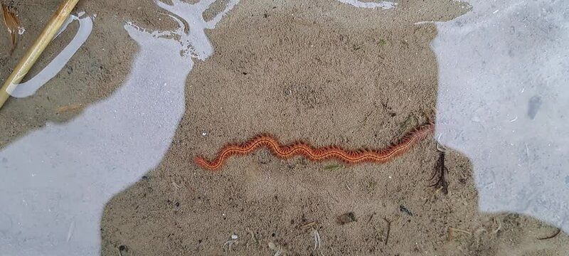 Schillernder Seeringelwurm (Hediste diversicolor)