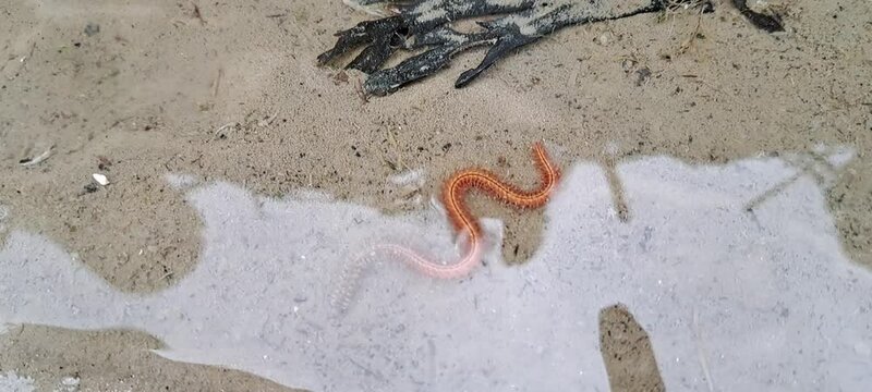 Schillernder Seeringelwurm (Hediste diversicolor)